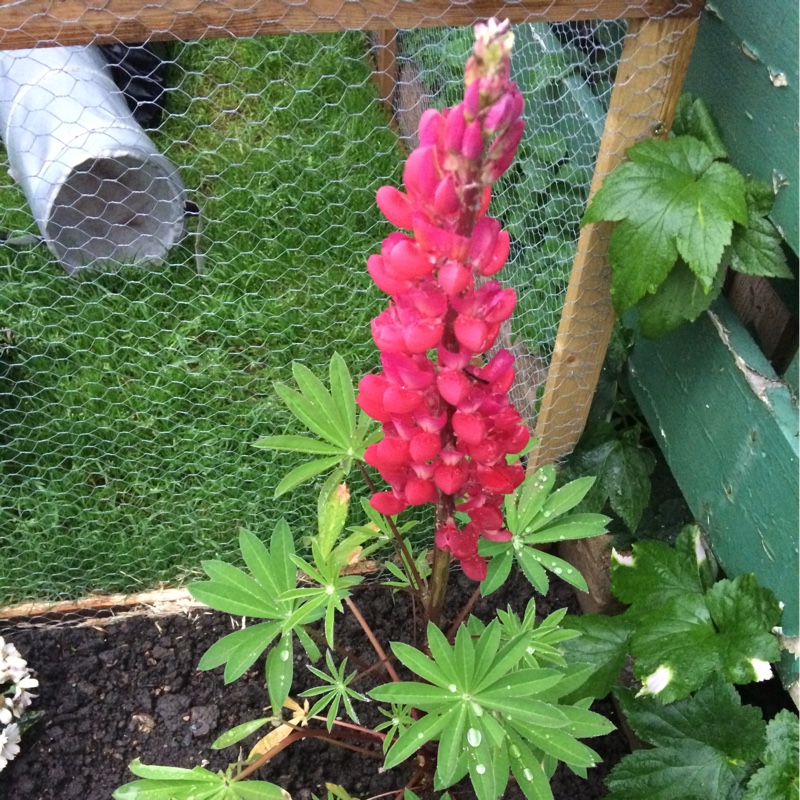 Lupin Red Rum in the GardenTags plant encyclopedia