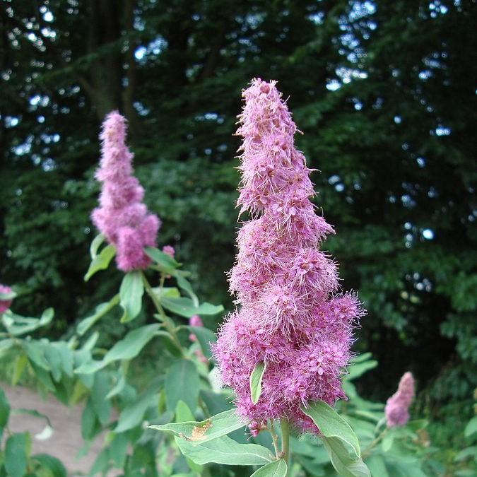 Steeple Bush, Douglas Spiraea in the GardenTags plant encyclopedia