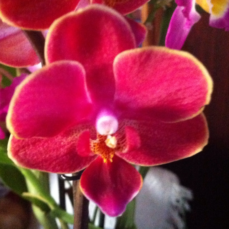 Moth Orchid in the GardenTags plant encyclopedia