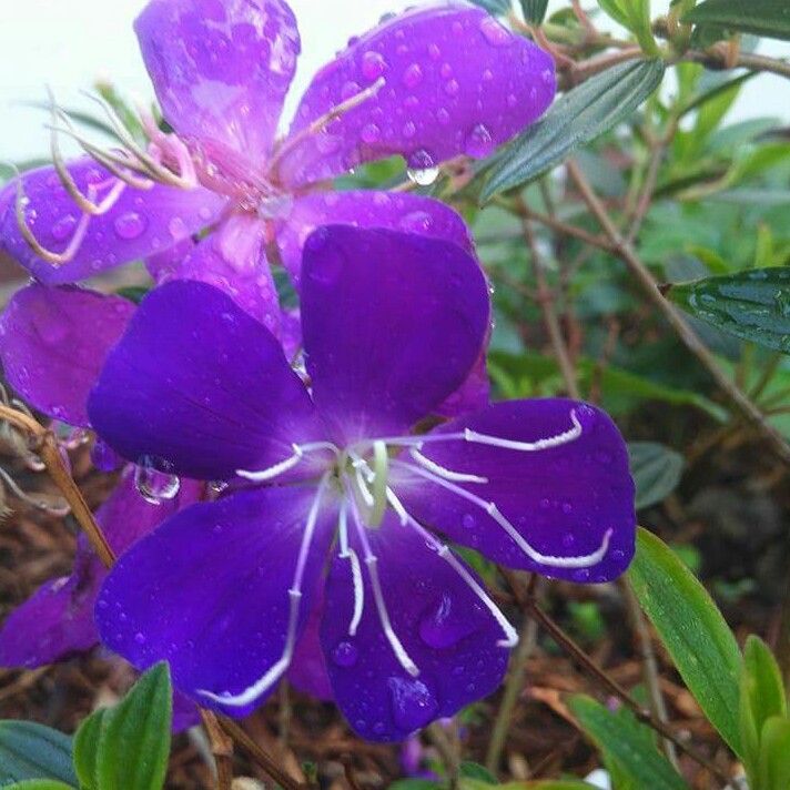 Glory Bush in the GardenTags plant encyclopedia