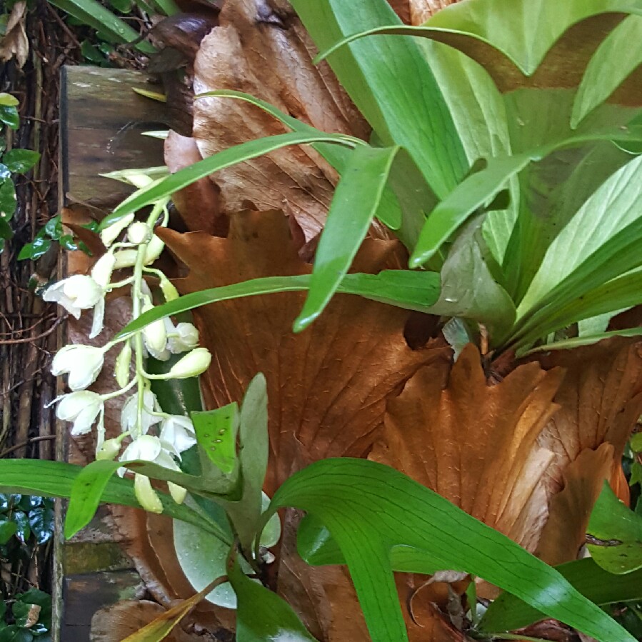 Boat Orchid Ice Cascade in the GardenTags plant encyclopedia