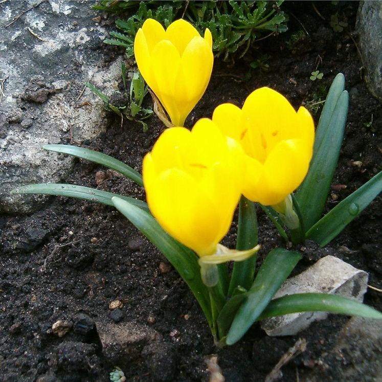 Winter Daffodil; Autumn Daffodil; Fall Daffodil;Lily-of-the-field, or Yellow Autumn Crocus in the GardenTags plant encyclopedia