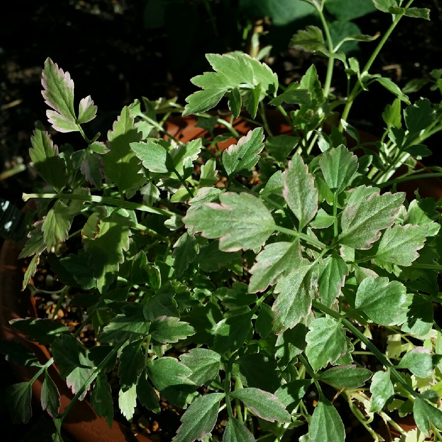 Lebanese Cress in the GardenTags plant encyclopedia