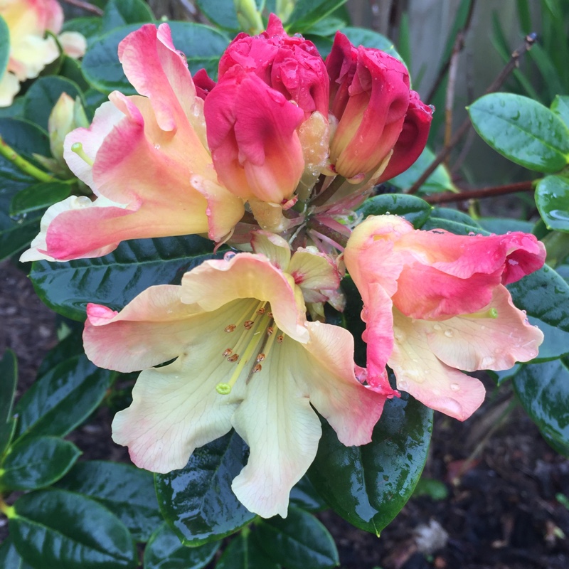 Rhododendron Nancy Evans in the GardenTags plant encyclopedia