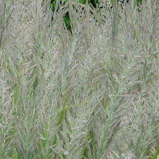 Korean feather reed grass in the GardenTags plant encyclopedia