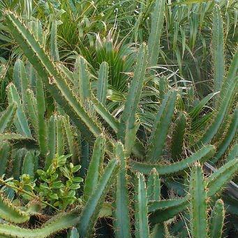 Cereus fernambucensis in the GardenTags plant encyclopedia