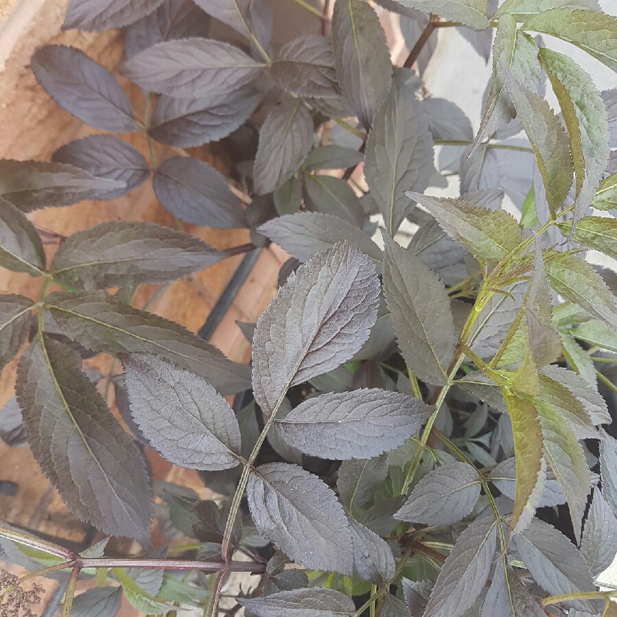 Elder Gerda in the GardenTags plant encyclopedia