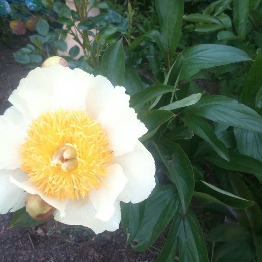 Peony Claire de Lune (Herbaceous) in the GardenTags plant encyclopedia