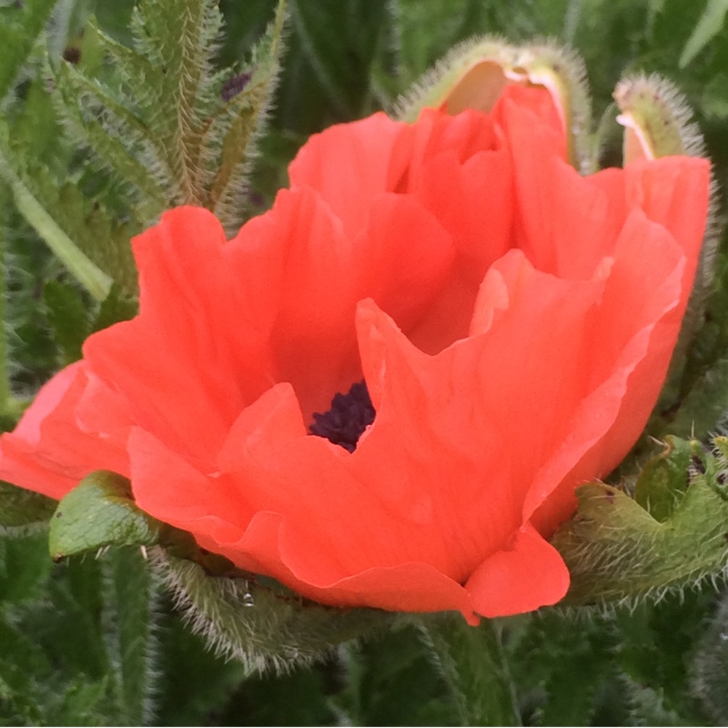 Pseudo-oriental Poppy in the GardenTags plant encyclopedia