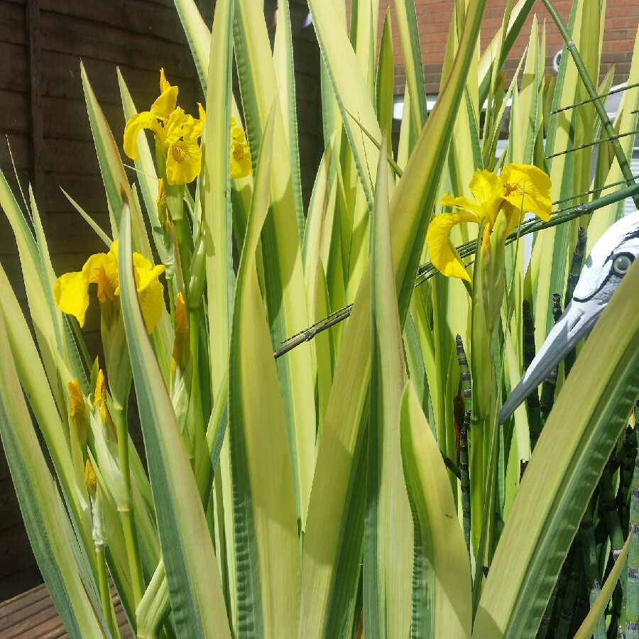 Yellow Variegated Iris in the GardenTags plant encyclopedia