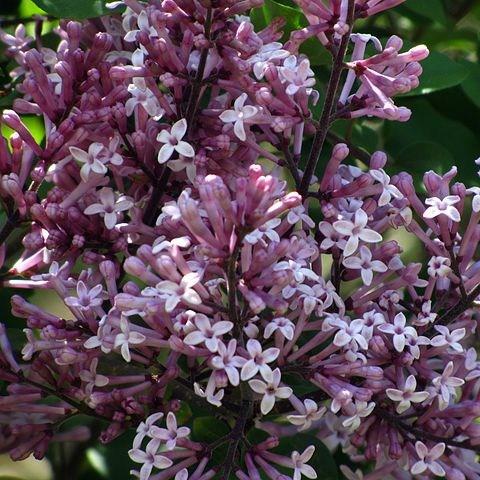 Lilac Palibin in the GardenTags plant encyclopedia