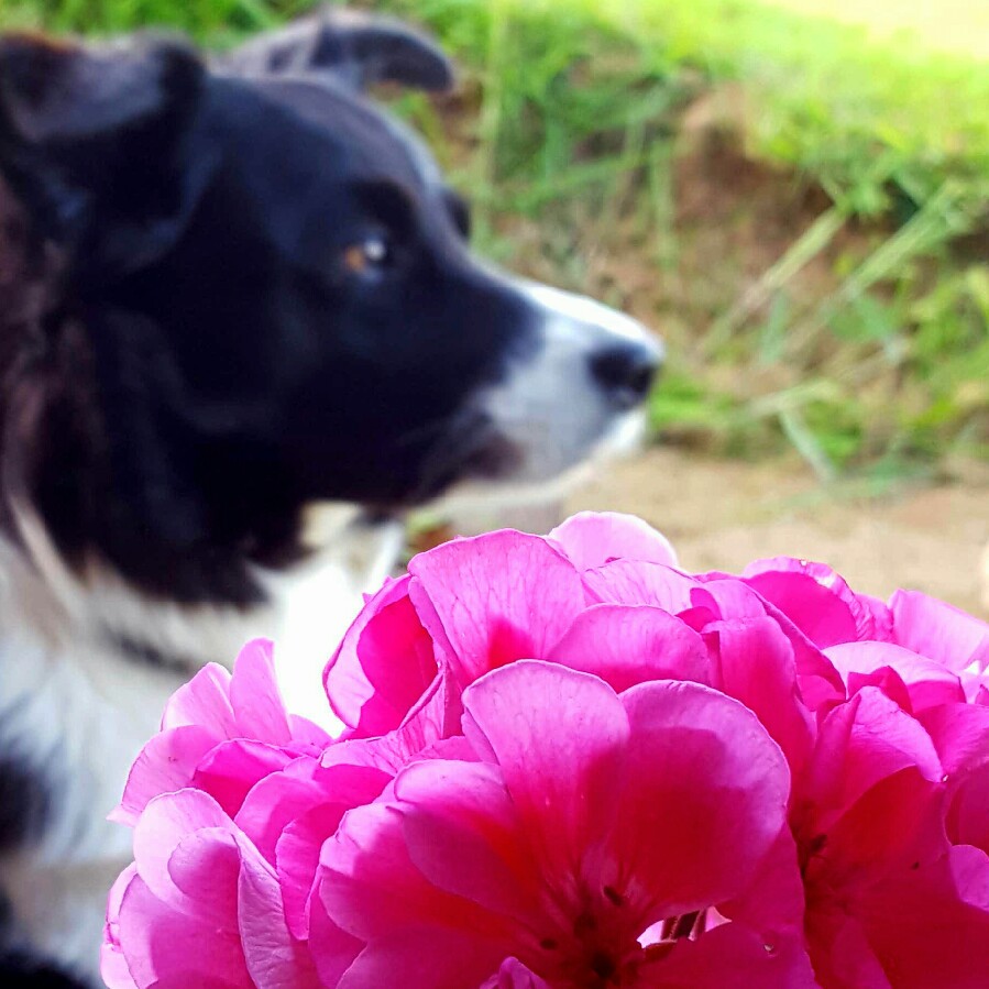 Pelargonium Savannah Hot Pink Sizzle (Zonal) in the GardenTags plant encyclopedia