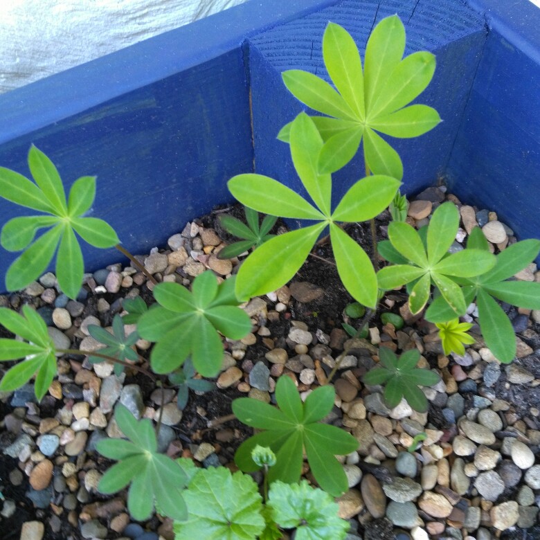 Lupin Morello Cherry in the GardenTags plant encyclopedia