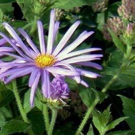 Aster Nanus in the GardenTags plant encyclopedia