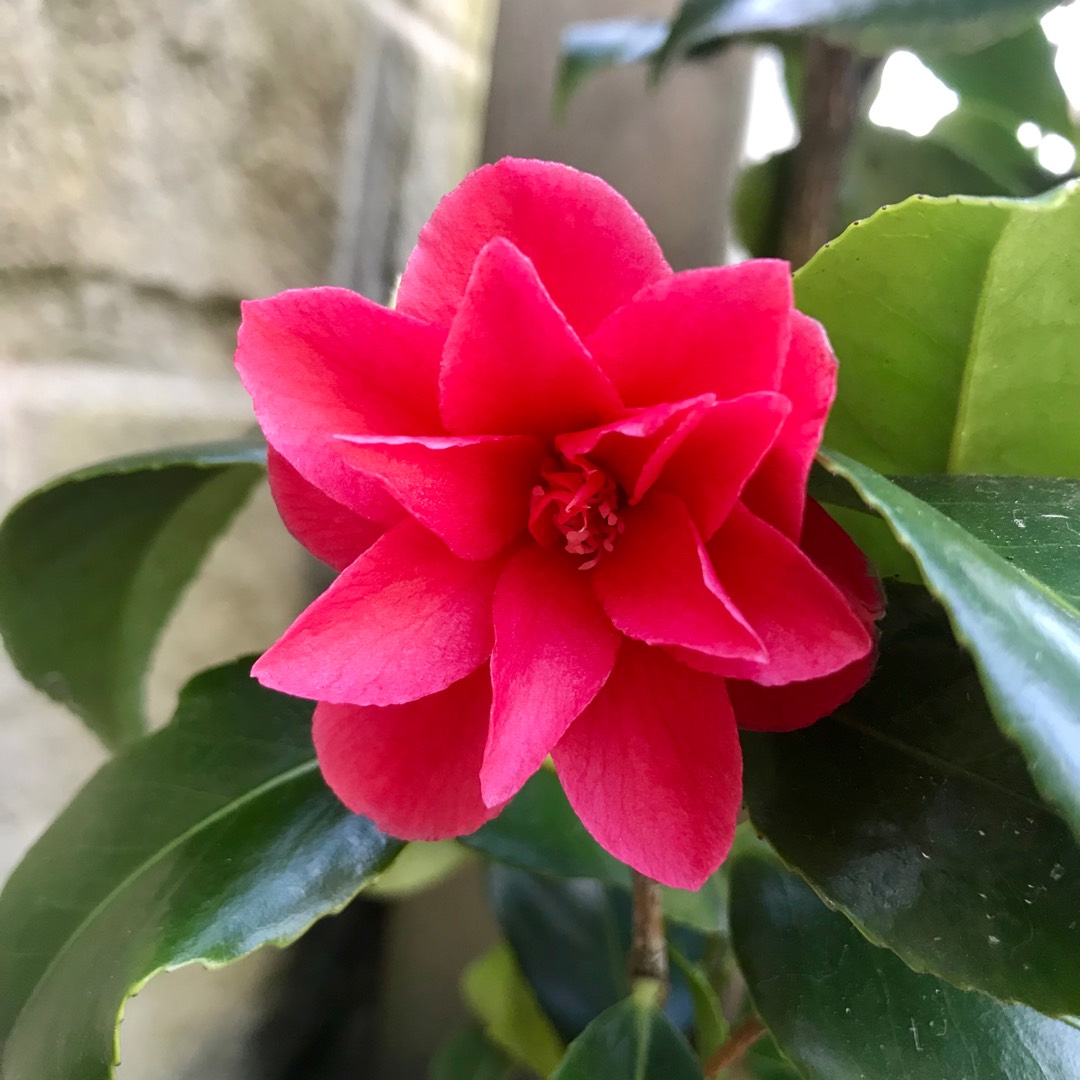 Camellia williamsii in the GardenTags plant encyclopedia