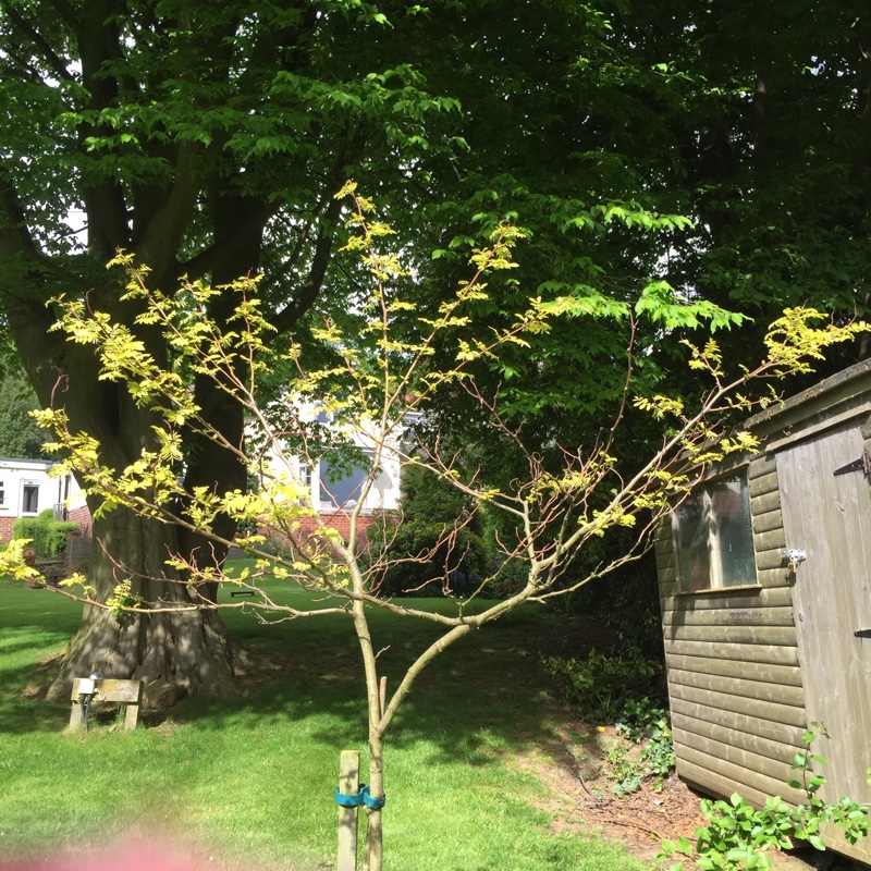 False Acacia Frisia in the GardenTags plant encyclopedia