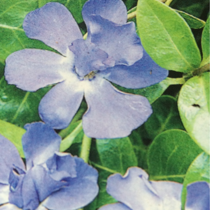 Lesser Periwinkle Azurea Flore Pleno in the GardenTags plant encyclopedia