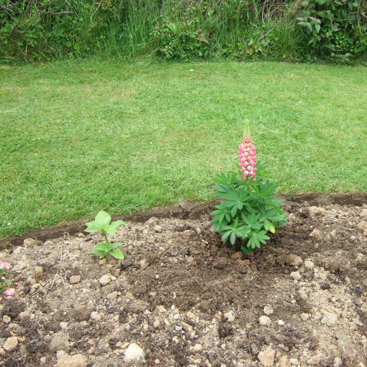 Lupin Rachel De Thame in the GardenTags plant encyclopedia