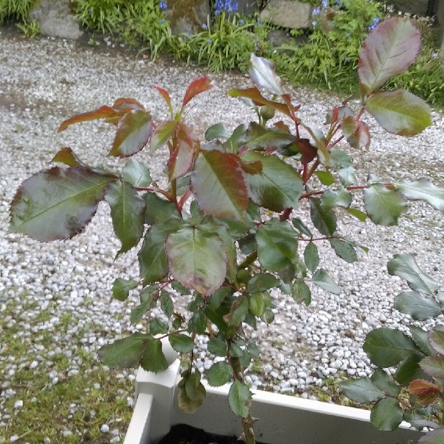 Floribunda rose Remembrance in the GardenTags plant encyclopedia