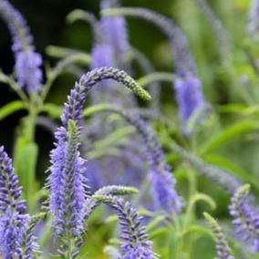 Long-Leaf Speedwell Blauriesin in the GardenTags plant encyclopedia