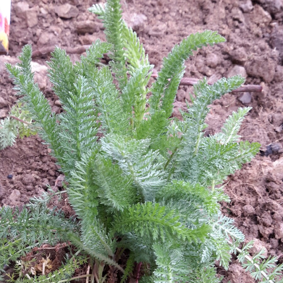 Yarrow Summer Pastels in the GardenTags plant encyclopedia