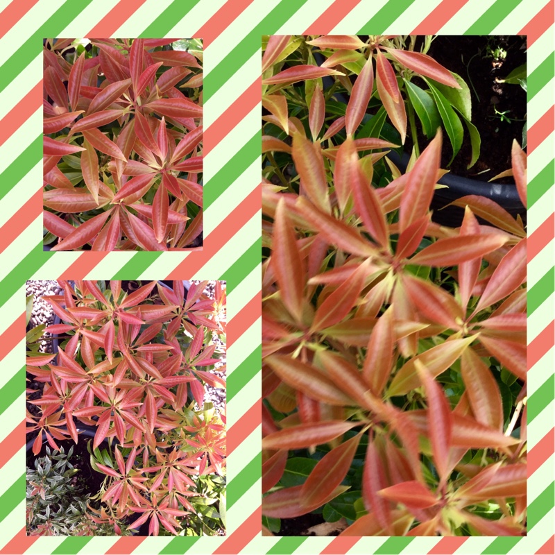 Pieris Scarlett OHara in the GardenTags plant encyclopedia