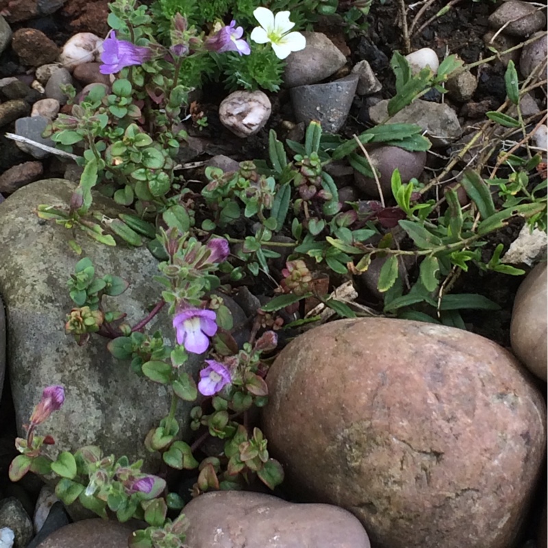 Malling Toadflax Blue Dream in the GardenTags plant encyclopedia