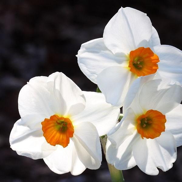 Daffodil Geranium (Tazetta) in the GardenTags plant encyclopedia