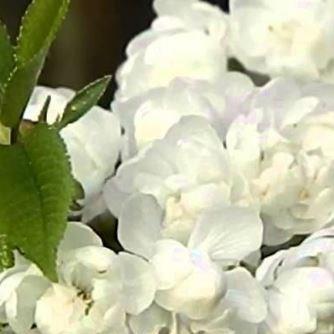 Double White Cherry Plena in the GardenTags plant encyclopedia