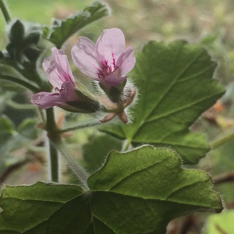 Pelargonium Attar of Roses (Scented) in the GardenTags plant encyclopedia