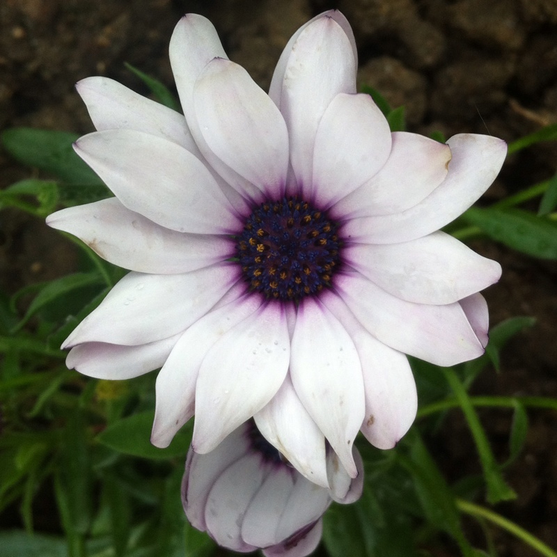 African daisyBasket White in the GardenTags plant encyclopedia