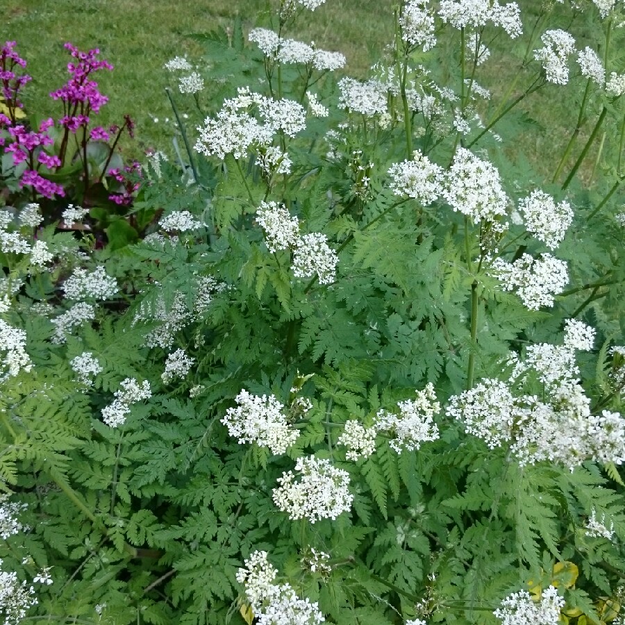 Sweet Cicely in the GardenTags plant encyclopedia