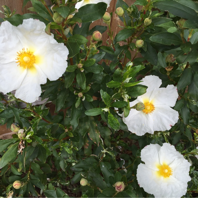 Cistus Elma in the GardenTags plant encyclopedia