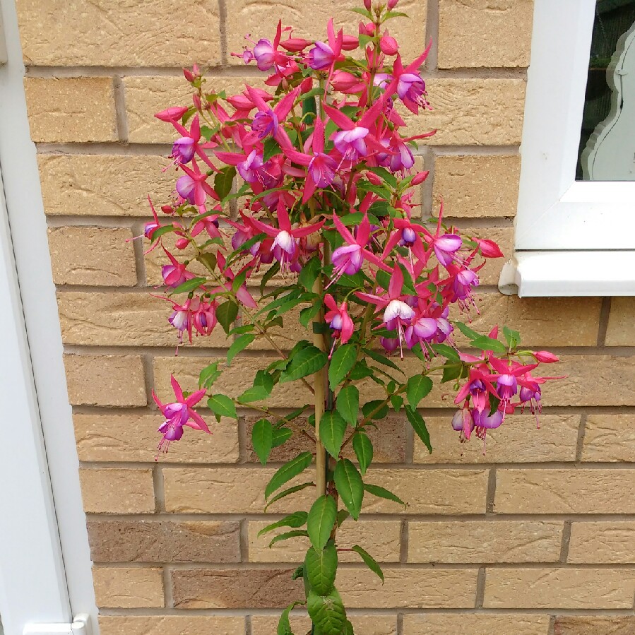 Fuchsia Pink Fantasia in the GardenTags plant encyclopedia