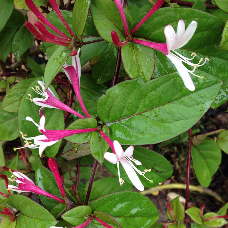 Honeysuckle Serotina in the GardenTags plant encyclopedia