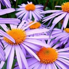 Summer aster in the GardenTags plant encyclopedia