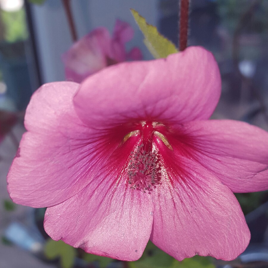 African Mallow El Royo in the GardenTags plant encyclopedia