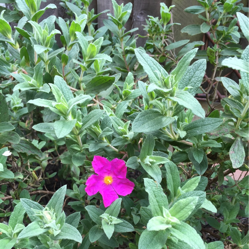 Cistus Sunset in the GardenTags plant encyclopedia