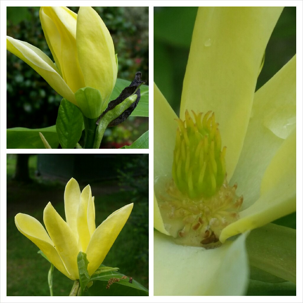 Magnolia Daphne in the GardenTags plant encyclopedia