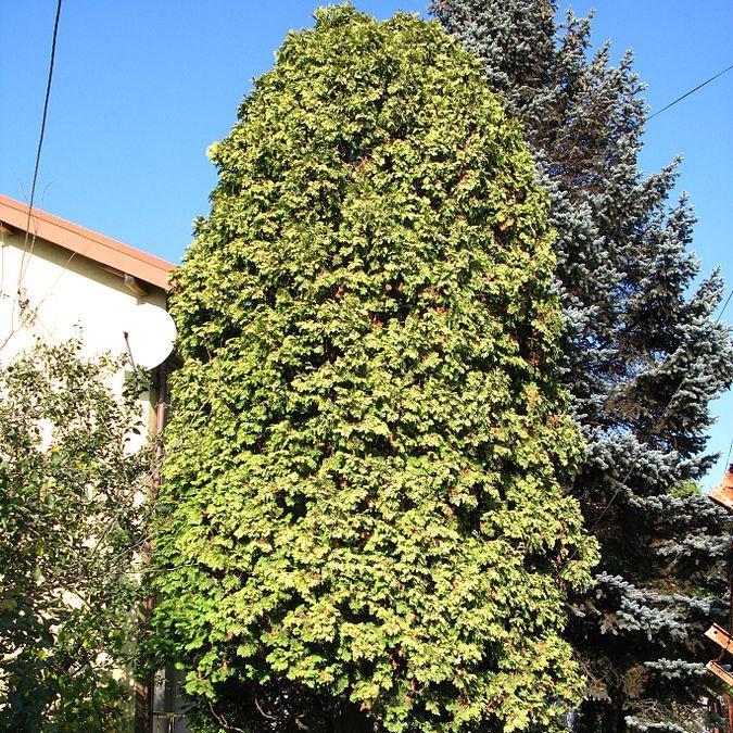 Northern White Cedar in the GardenTags plant encyclopedia