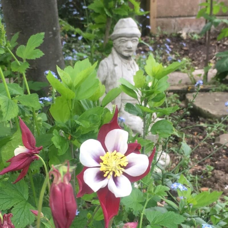 Columbine Swan Burgundy and White in the GardenTags plant encyclopedia