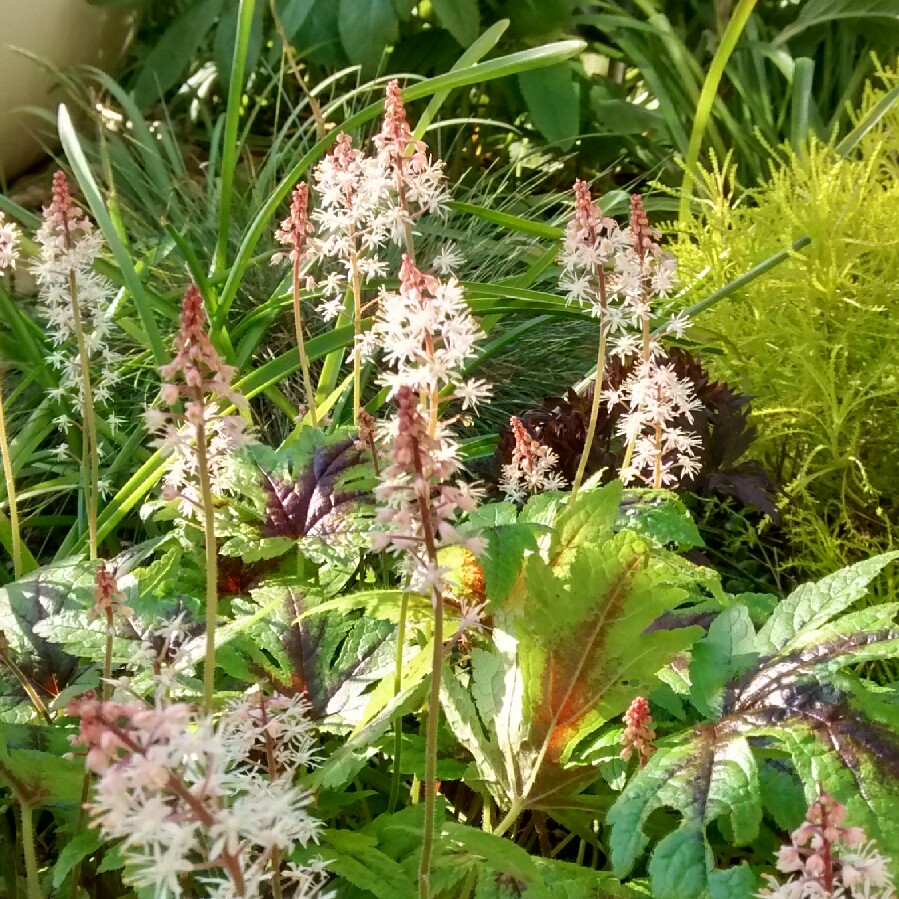 Foamflower Sugar and Spice in the GardenTags plant encyclopedia