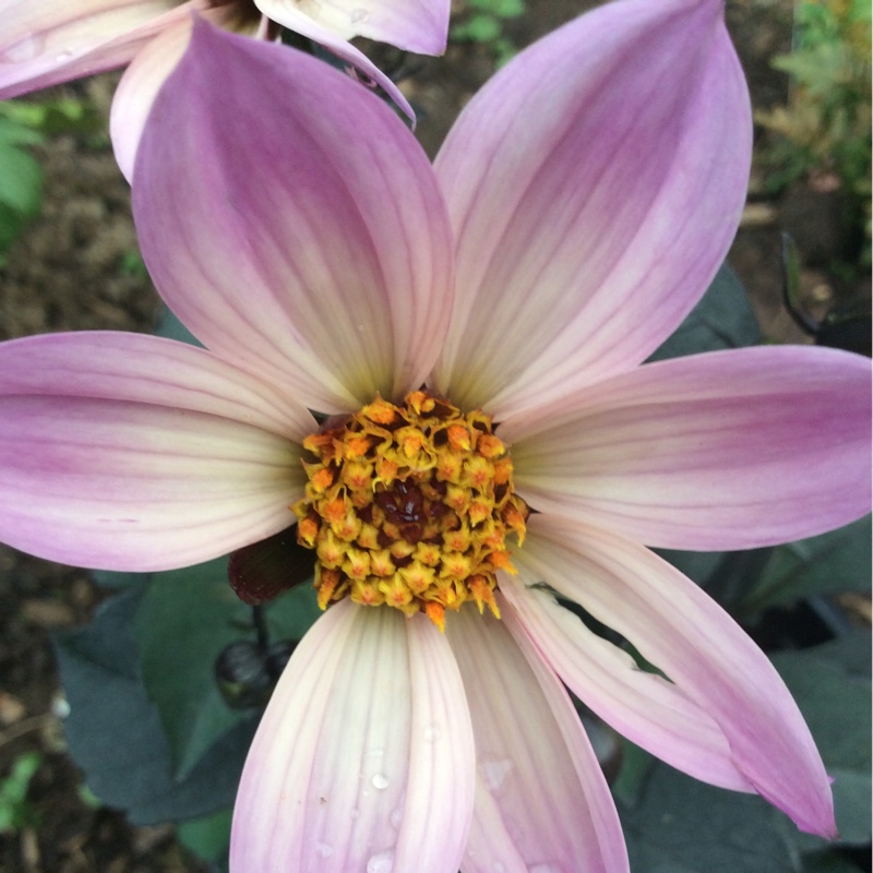 Dahlia Happy Days Pink (Bedding) in the GardenTags plant encyclopedia