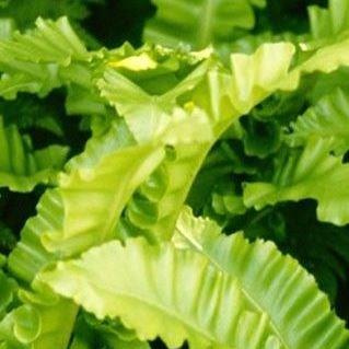 Harts Tongue Fern in the GardenTags plant encyclopedia