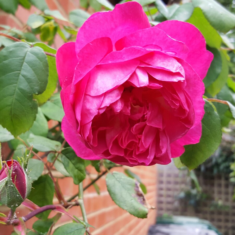 Rose Darcey Bussell (Shrub) in the GardenTags plant encyclopedia