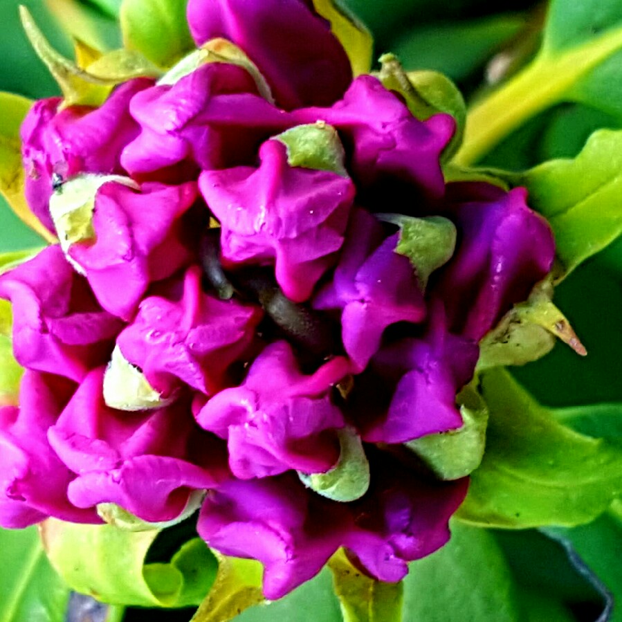 Rhododendron Delta in the GardenTags plant encyclopedia