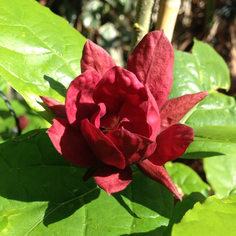 Sweetshrub in the GardenTags plant encyclopedia