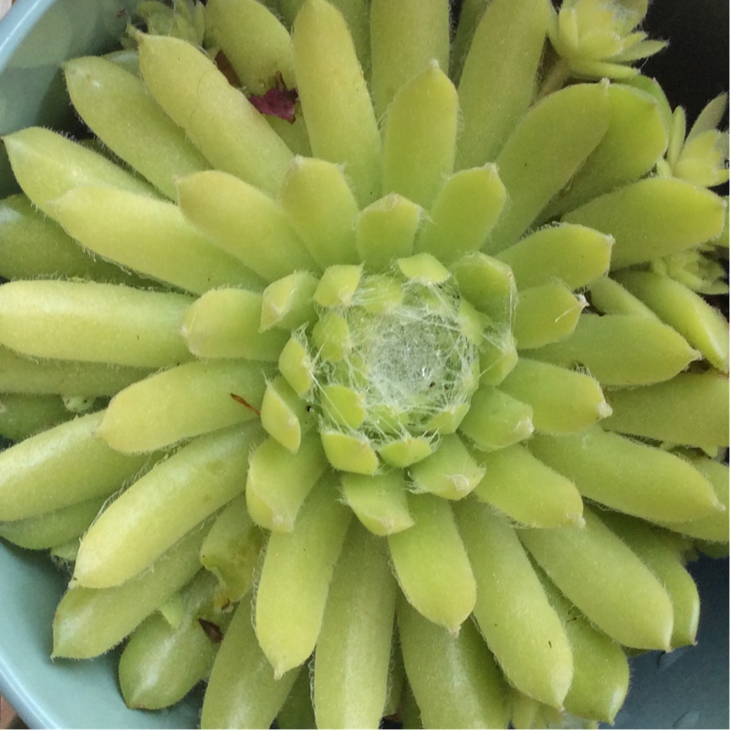 Sempervivum Spring Beauty in the GardenTags plant encyclopedia