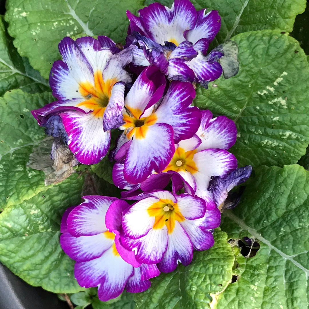 Polyanthus Paris Ninety in the GardenTags plant encyclopedia