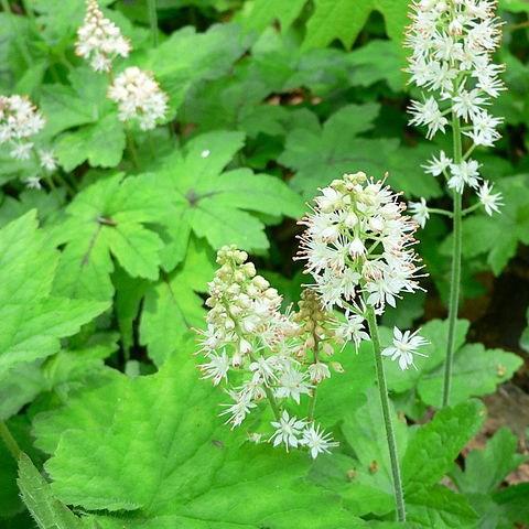 Heartleaf Foamflower in the GardenTags plant encyclopedia